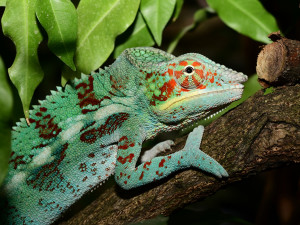 V olomoucké zoo mohou návštěvníci nově vidět chameleona pardálího