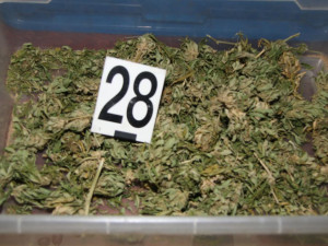 Olomoucký TOXI tým odhalil nelegální pěstírnu konopí. Muž zde měl třináct rostlin