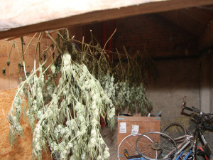 Olomoucký TOXI tým odhalil nelegální pěstírnu konopí. Muž zde měl třináct rostlin