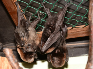 FOTO: Olomoucká zoo hlásí první mláďata nového roku. Kdo si letos připsal prvenství?