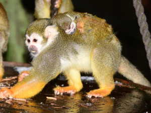 FOTO: Olomoucká zoo hlásí první mláďata nového roku. Kdo si letos připsal prvenství?