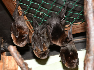 FOTO: Olomoucká zoo hlásí první mláďata nového roku. Kdo si letos připsal prvenství?