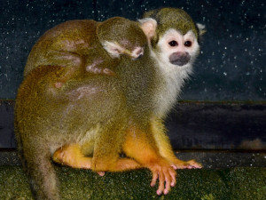 FOTO: Olomoucká zoo hlásí první mláďata nového roku. Kdo si letos připsal prvenství?