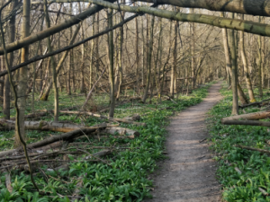 Přírodní rezervace Žebračka se čistí od popadaných stromů. Voda se díky tomu dostává do vyschlých míst