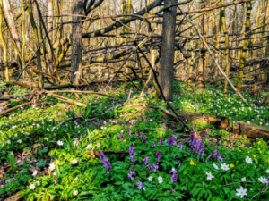 Přírodní rezervace Žebračka se čistí od popadaných stromů. Voda se díky tomu dostává do vyschlých míst