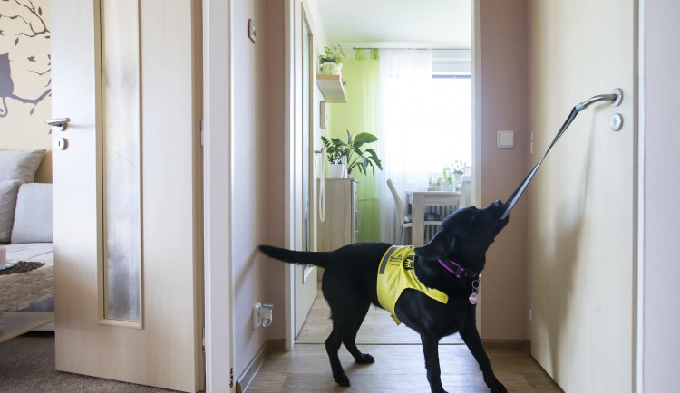 Pomocné tlapky vychovávají asistenční psy už 20 let, každý je vycvičen na míru