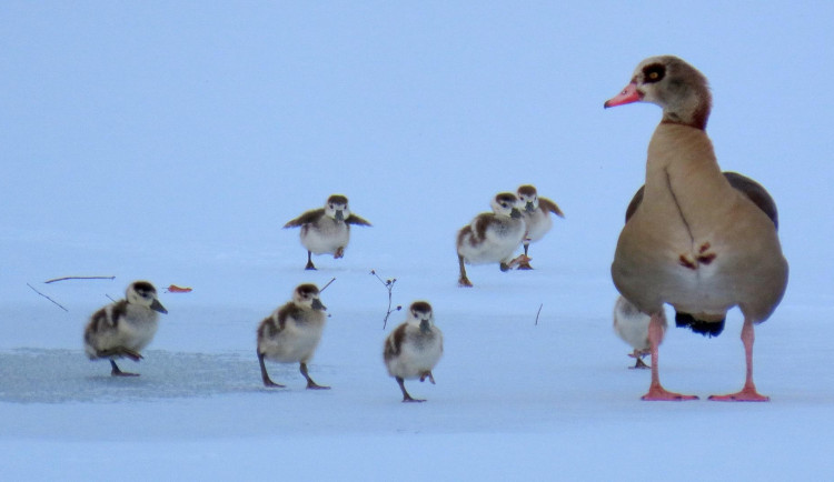 Pár husic nilských vyseděl v mrazu mláďata na rybníce v Majetíně.