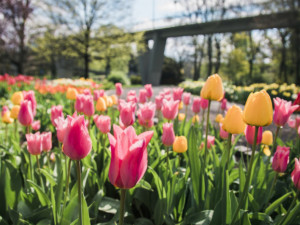 Jarní část výstavy Flora Olomouc letos nahradí venkovní zahradnické trhy