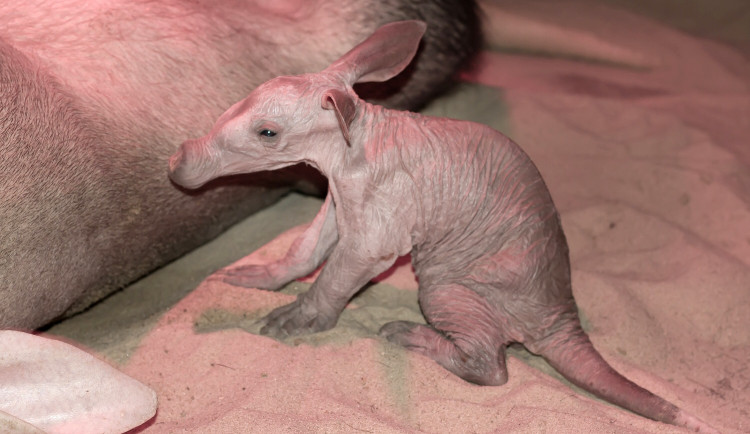 V safari parku se narodil se hrabáč. Mládě je nejmenší v historii dvorského chovu