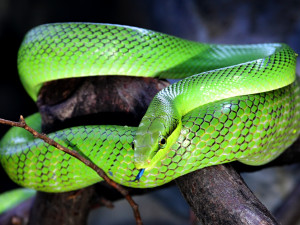 Olomoucká zoo rozšířila expozici s varany, užovkami a leguány