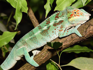 Olomoucká zoo rozšířila expozici s varany, užovkami a leguány