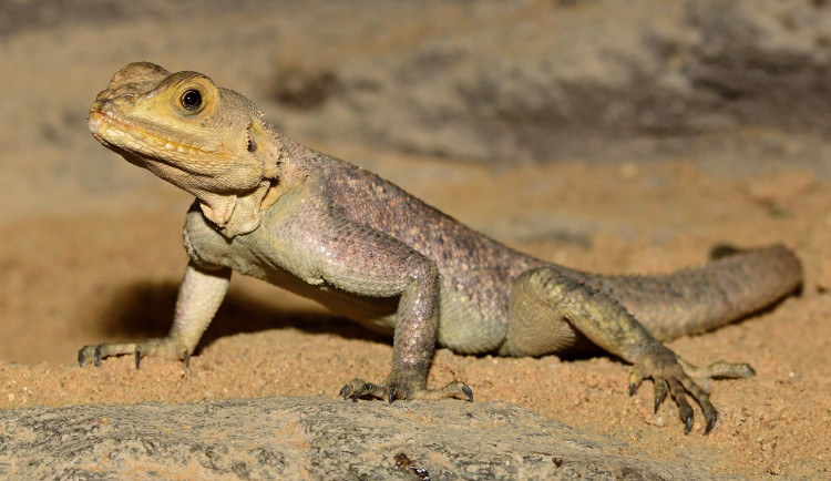 Olomoucká zoo rozšířila expozici s varany, užovkami a leguány