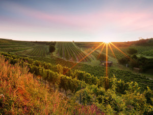 Jak se daří vinařům v krizi? Neexistuje nikdo, koho by se situace nedotkla, říká manažer úspěšného vinařství