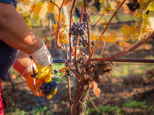 Jak se daří vinařům v krizi? Neexistuje nikdo, koho by se situace nedotkla, říká manažer úspěšného vinařství