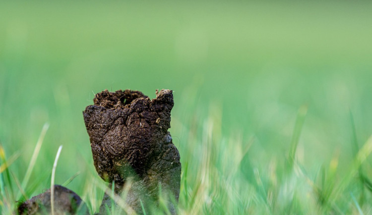 Lidé v zimě méně uklízejí po psech, uklidit je také potřeba písek a zbytky soli