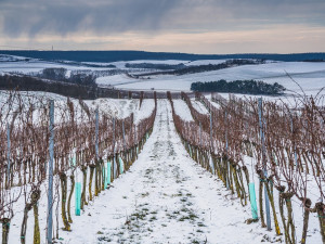 Co se skrývá za sklenkou vína aneb Kdo chce slopat, musí kopat. Vinohrad ani v zimě nespí