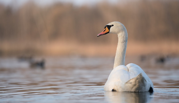 Labutě na Olomoucku mají ptačí chřipku. Přečtěte si, co dělat při nálezu uhynulého ptáka