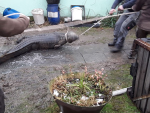 Hasiči při požáru domku v Klopině narazili na krokodýla nilského
