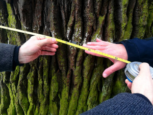 Radnice upraví okolí památného dubu v lese Království u Grygova