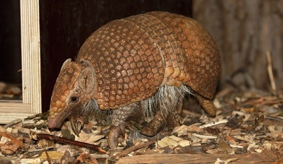 Olomoucká zoo získala do svého chovu pásovce kulovité