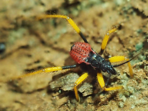 ZOO má nové členy. Jsou jimi ploštice a štír