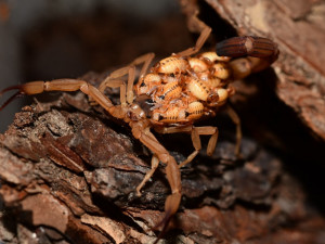 ZOO má nové členy. Jsou jimi ploštice a štír