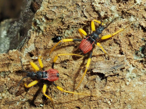ZOO má nové členy. Jsou jimi ploštice a štír