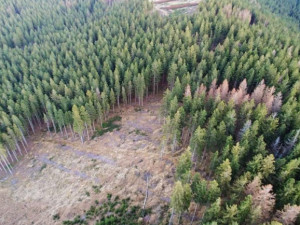 Ekologičtí aktivisté kritizují správu chráněné oblasti Jeseníky, že nepokutuje těžbu