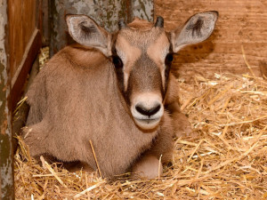 V olomoucké zoo se narodilo už sedm antilop. Další jsou na cestě