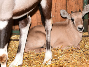V olomoucké zoologické zahradě se narodilo už sedm antilop. Další jsou na cestě