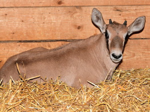 V olomoucké zoologické zahradě se narodilo už sedm antilop. Další jsou na cestě