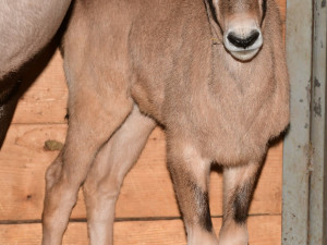 V olomoucké zoologické zahradě se narodilo už sedm antilop. Další jsou na cestě