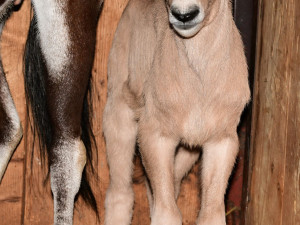 V olomoucké zoologické zahradě se narodilo už sedm antilop. Další jsou na cestě