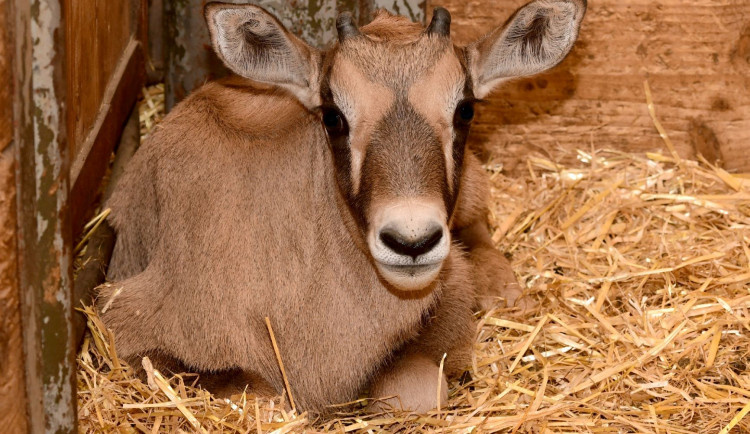 V olomoucké zoologické zahradě se narodilo už sedm antilop. Další jsou na cestě