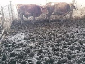 Chovatel jde za týrání skotu na farmě u Hustopečí k soudu. Hrozí mu tři roky