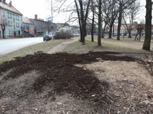 Olomoucká radnice připravuje revitalizaci parku. Začala kácet náletové dřeviny