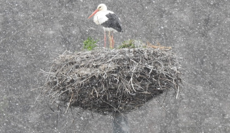 Na střední Moravu přiletěli první tažní ptáci. Jaro je tady, oznámili ornitologové