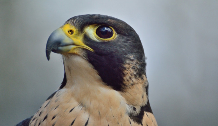 size3-15560021923828-103-peregrine-falcon-371610-1280