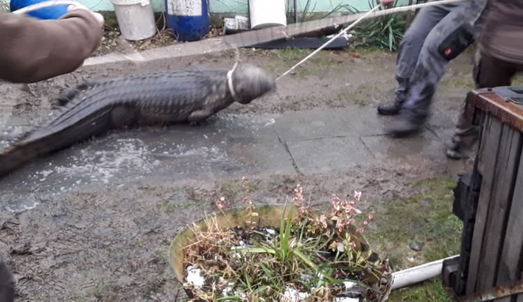 Krokodýl nilský zůstává v Klopině na Šumpersku. Chovatel zlepší podmínky