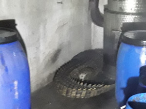 Krokodýl nilský zůstává v Klopině na Šumpersku. Chovatel zlepší podmínky