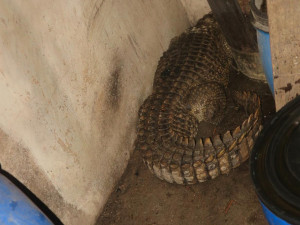 Krokodýl nilský zůstává v Klopině na Šumpersku. Chovatel zlepší podmínky