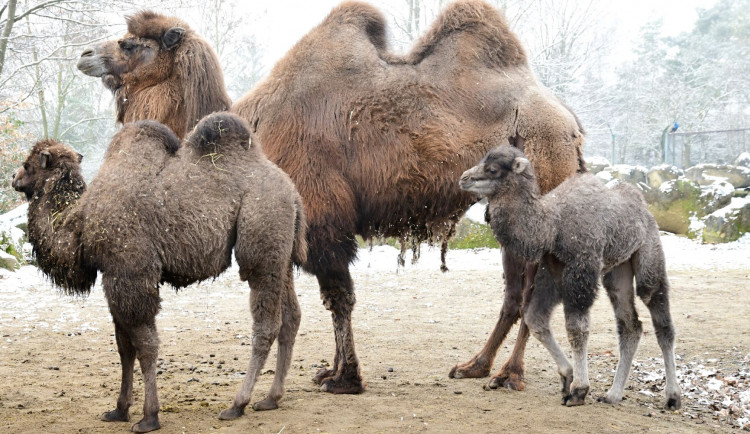 Olomoucká zoologická zahrada přivítala další velbloudí mládě