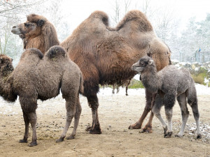 Olomoucká zoologická zahrada přivítala další velbloudí mládě
