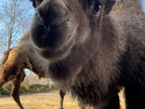 Olomoucká zoologická zahrada přivítala další velbloudí mládě