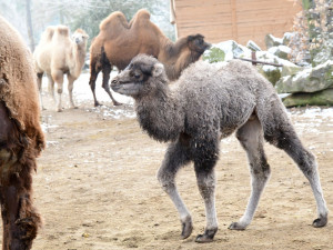 Olomoucká zoologická zahrada přivítala další velbloudí mládě
