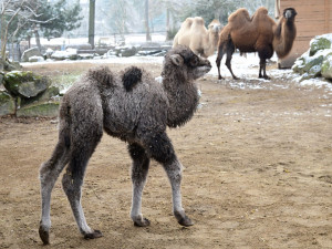 Olomoucká zoologická zahrada přivítala další velbloudí mládě