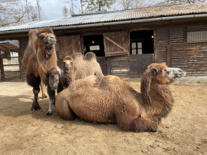 Olomoucká zoologická zahrada přivítala další velbloudí mládě