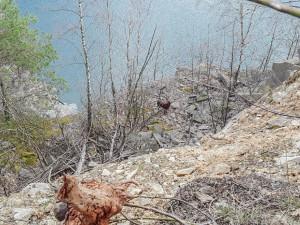 V lomu ve Výklekách hasiči zachraňovali psa, který sklouzl do strže