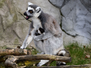 Olomoucká zoo má další mládě lemura. Chová je už téměř deset let