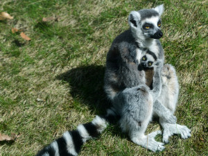 Olomoucká zoo má další mládě lemura. Chová je už téměř deset let